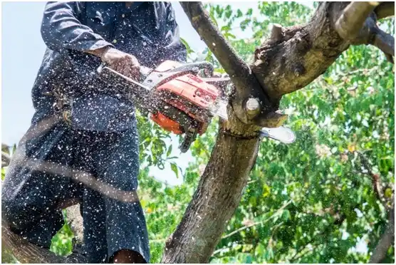 tree services Waukesha